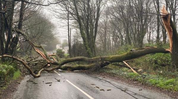Vântul face ravagii în București: Zeci de copaci doborâți și un copil rănit