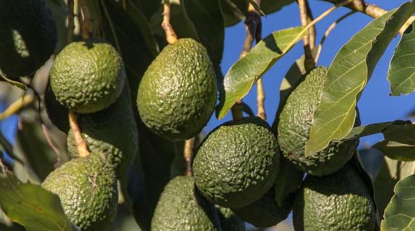 Prețuri atât de ridicate nu s-au înregistrat de 24 de ani. Acest SOS va fi mai scump