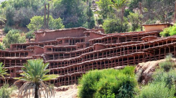 Fenomen inedit. În Maroc, albinele părăsesc cea mai veche stupină din lume