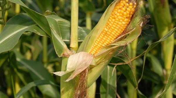 Criza alimentară. Avram Fițiu: România trebuie să scape de blestemul ucrainean și rusesc