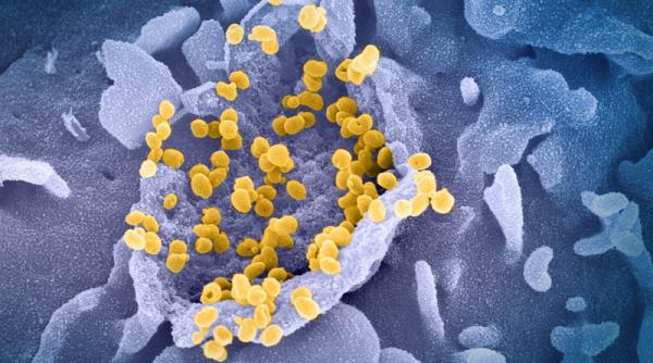 COVID-19 hibrid în India, extrem de transmisibil, îngrijorează experții