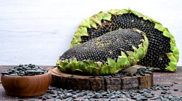 Nicolae Ciucă, discuții pe tema semnițelor de floarea soarelui și a uleiului