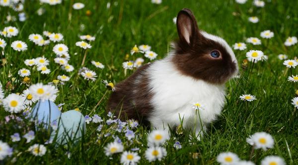 Cum va fi vremea de Paşte şi 1 Mai 2022. Veştile aşteptate de români de la ANM