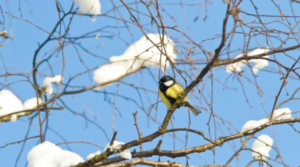 Prognoză meteo actualizată. Se întoarce iarna?