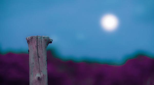 Florii 2022. Tradiții și superstiții de Duminica Floriilor