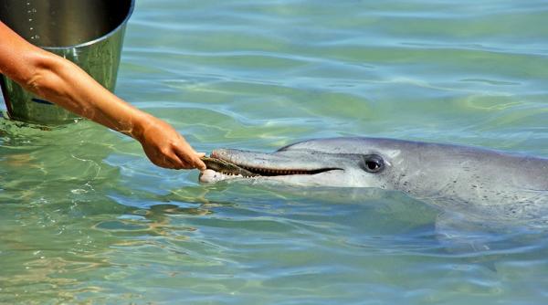 Rușii aruncă în luptă delfini dresați în Marea Neagră