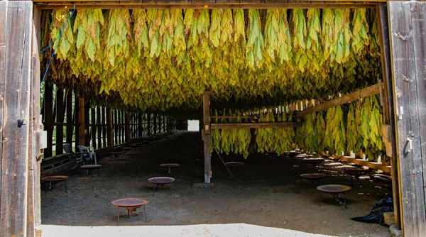 Industria tutunului a virat la buget aproape 20 miliarde lei în 2021