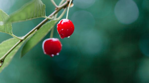 Cireşe româneşti cu 10 lei/kg. Unde le găseşti