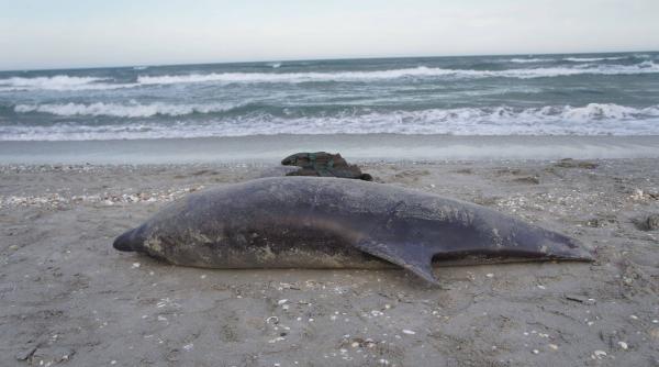 Marea Neagră, împânzită cu mine. Rușii au plantat peste 500 de astfel de dispozitive explozive