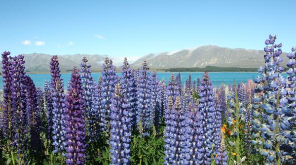 Planta care schimbă peisajul Islandei. Este și o sursă de venit