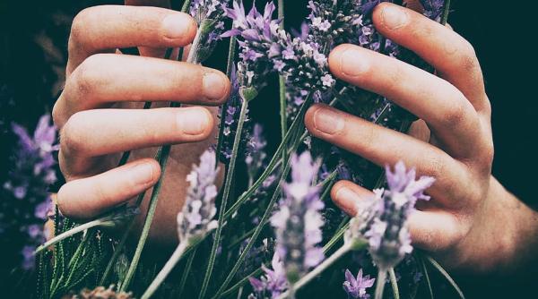 Lavandă: 100 de senatori au luat poziție. Bruxelles-ul a reacționat imediat