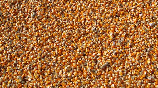 Exporturile de cereale ale Ucrainei, la jumătate faţă de nivelul de anul trecut