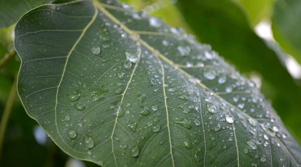 Prognoza ANM. Când scăpăm de caniculă? Ploile vor reveni în forță