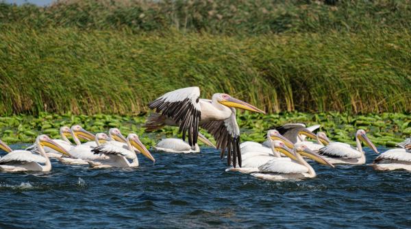 Ce le oferă Delta Dunării turiştilor. Horia Teodorescu (CJ Tulcea): Oamenii mi-au spus că aşa ceva nu-şi închipuiau că poate exista