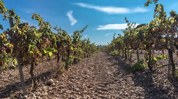 Birocrația a făcut praf 300 hectare de viță de vie în județul Vrancea 
