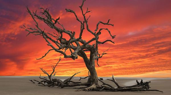 Expert german, semnal de alarmă: Europa va fi ”înghițită” de secetă