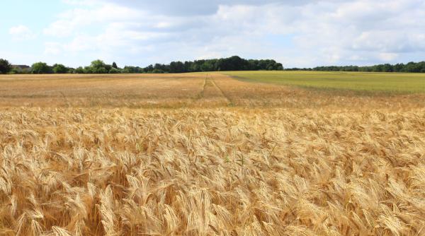 NASA: Grânarul lumii este în război. Rusia controlează 22% din terenurile agricole ale Ucrainei