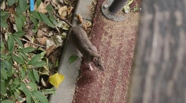 Şobolani la locul de joacă pentru copii, în Parcul Păcii, Sector 6 - Video