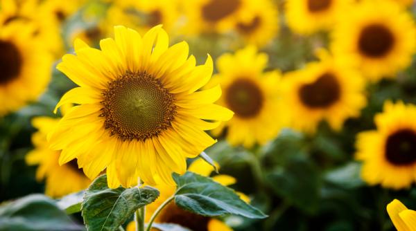 Rusia a majorat cota de export pentru uleiul de floarea soarelui