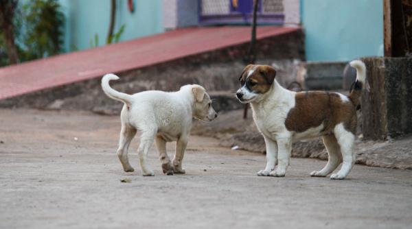 Primăria Sectorului 1, demnă de Kafka. Dacă te ”mănâncă câinii” poți chema autoritățile numai cu program