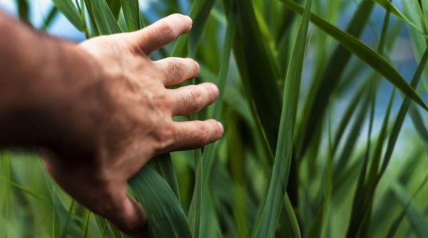 Nervoasă, piața cerealelor așteaptă deblocarea porturilor ucrainene