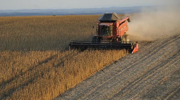 Piața cerealelor evoluează pe un teren ”cu denivelări”: ba urcă, ba coboară