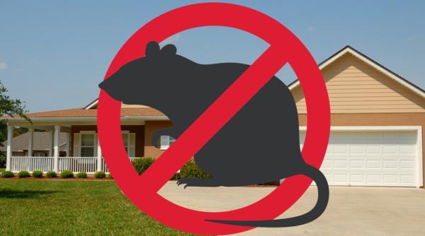 (P) De ce trebuie luate în considerare măsurile de prevenire și combatere a dăunătorilor? 