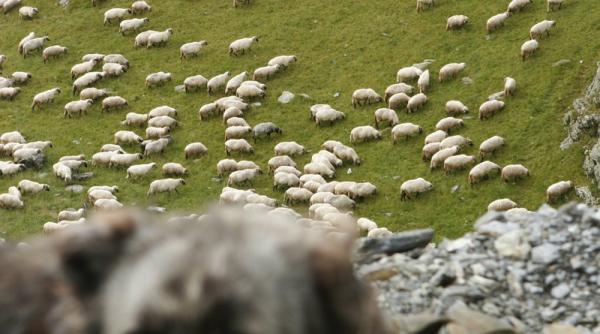 300.000 de lei pentru înființarea stânelelor montane. Schemă de ajutor prin Ministerul Agriculturii