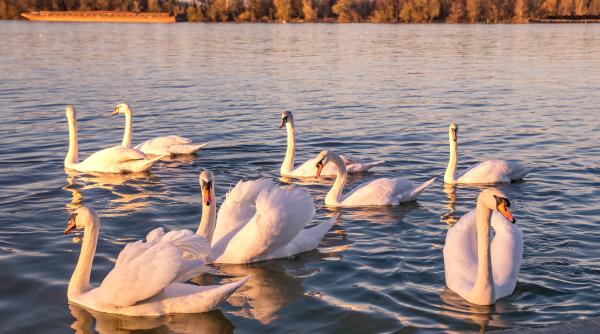 Odată cu succesiunea regală, lebedele din Marea Britanie au alt proprietar