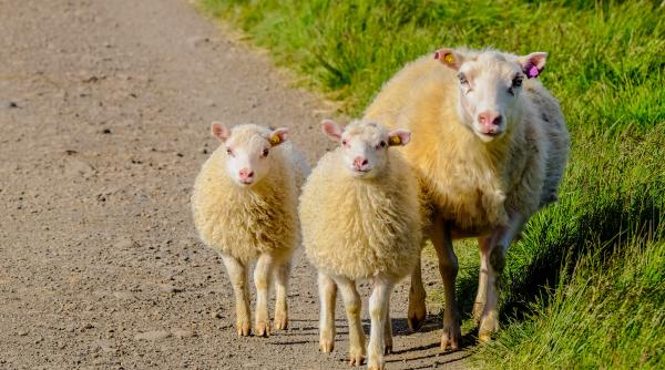 Cum au devenit oile cele mai bune aliate ale energiei solare