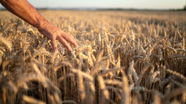 Rusia are o recoltă istorică de grâu dar nu are ce face cu ea