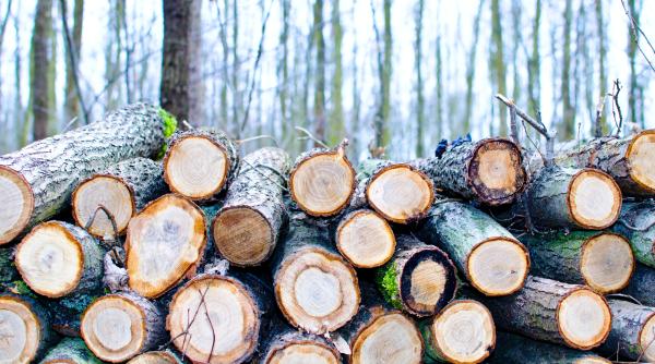 Sectorul silvic şi industria lemnului, contribuţie de 9,86 miliarde euro anual