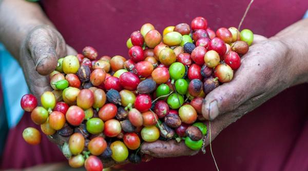 Nestle angajează un miliard de dolari pentru protejarea cafelei