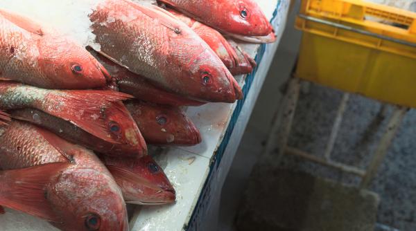 Pește congelat și varză fără limite: Cum îi motivează Rusia pe recruți