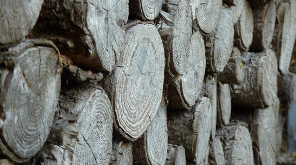 Prețul lemnelor de foc. Premierul promite măsuri pentru corectarea deciziei de plafonare