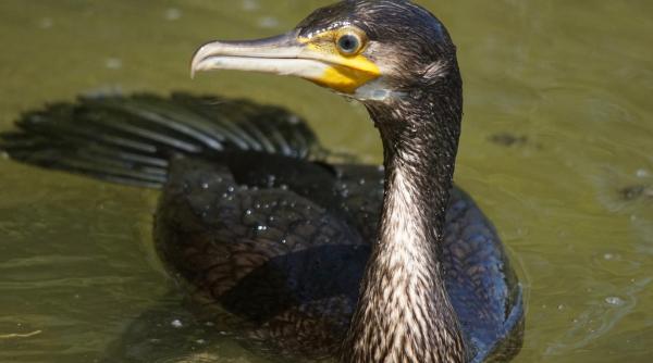 Petre Daea redeschide tema cormoranilor 