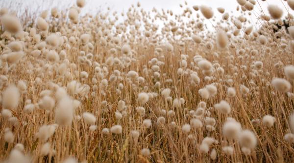 Prețul bumbacului a înregistrat cea mai proastă zi începând din octombrie