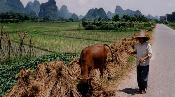 Nebunia legată de COVID îi împinge pe fermierii chinezii la gesturi disperate
