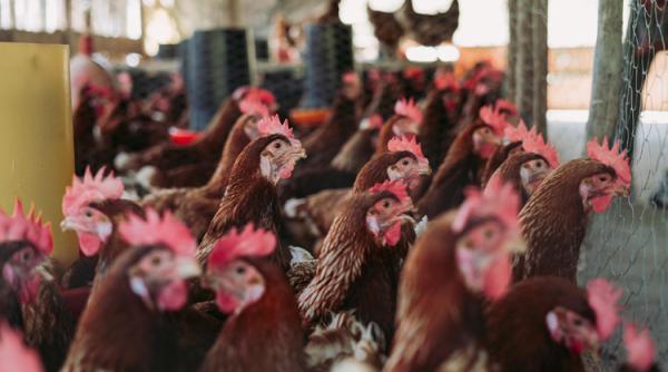 Cea mai gravă epidemie de gripă aviară în Europa și în lume. Vor exploda prețurile la carne de pasăre, ouă și multe altele