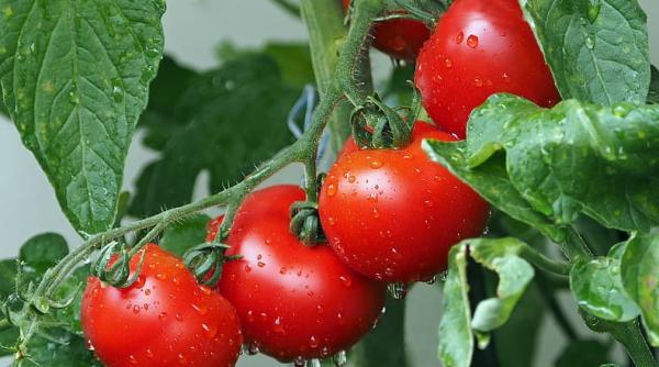 Un startup israelian dezvoltă primul robot de recoltare a roșiilor