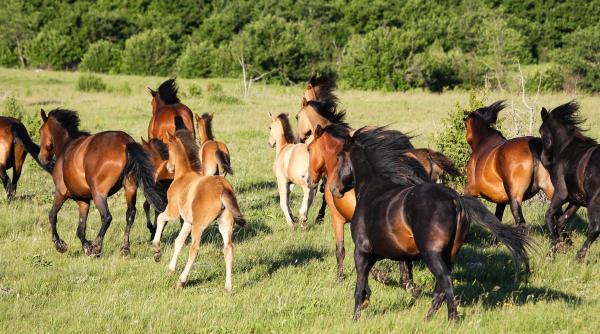 Sunt caii din Deltă în pericol? Alexandru Munteanu, prefectul județului Tulcea, a prezentat planul de protejare