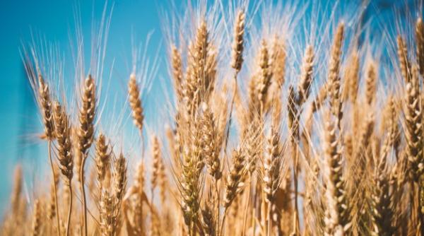 Exporturile de grâu ale Rusiei s-au dublat comparativ cu situaţia anterioară războiului