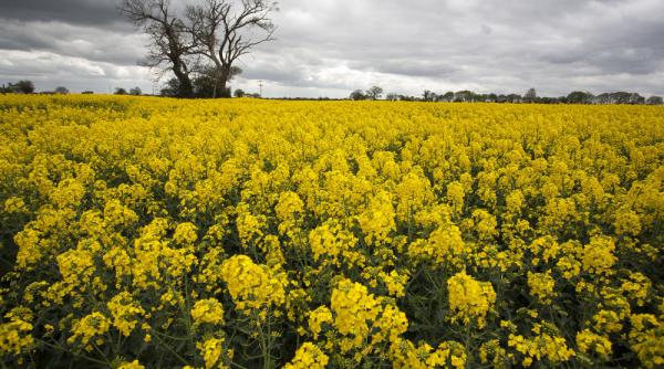 Biocombustibilii între marketing, epuizarea resurselor și poluarea mediului