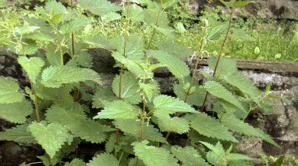 Mircea Coșea, revoltat: Urzicile au ajuns un lux, se vând la promoție cu 20 lei/kg