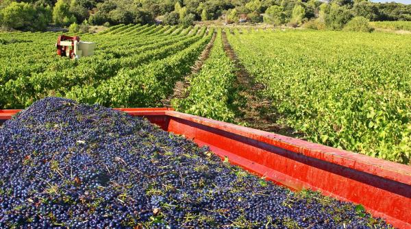 Asigurarea recoltelor de struguri. Anunțul Ministerului Agriculturii