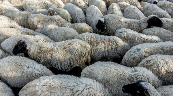 Investitori români construiesc o fabrică de procesare a lânii