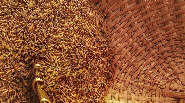 Scandalul cerealelor ucrainene ia amploare. Slovacia interzice, la rândul ei, importurile 