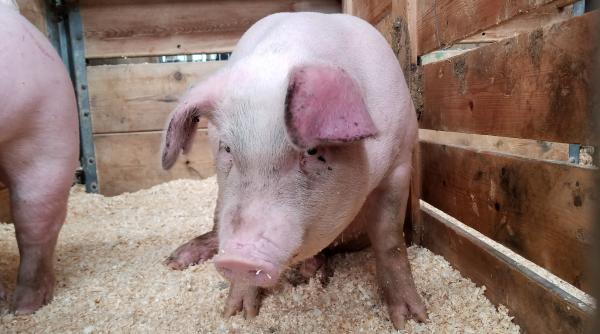 Curtea de Conturi a UE propune ca suferința animalelor să fie inclusă în prețul cărnii