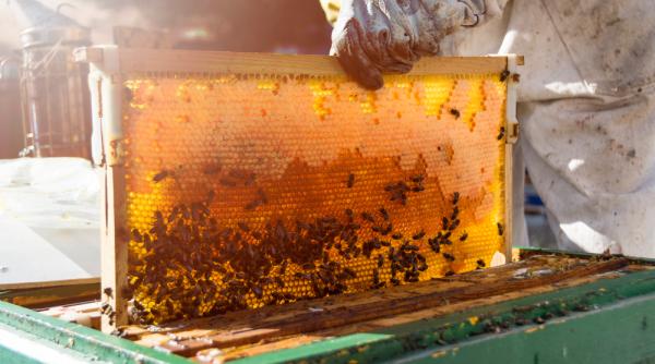 Apicultorii români cer de la Guvern şi UE sprijin financiar