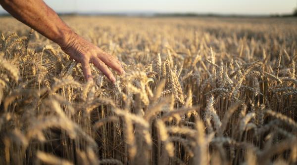 Frumosu (SINDALIMENTA) cere ca agricultorii români să fie protejaţi: Sigur că trebuie să ne solidarizăm, dar nu poți să ajuți Ucraina pe cadavrele fermierilor români